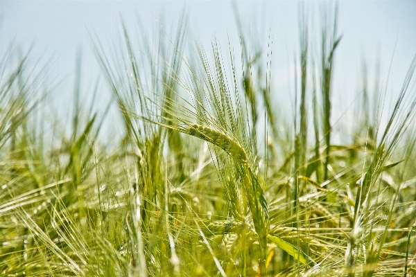 Grass plant field lawn Photo