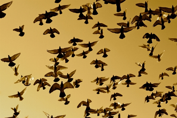 Branch bird wing flock Photo