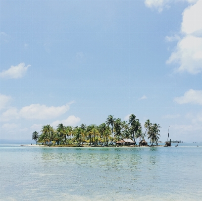 Beach sea coast tree Photo