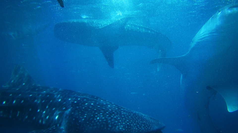 Air laut bawah biologi