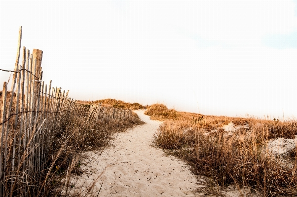 Beach landscape path grass Photo