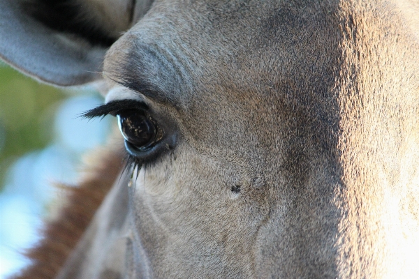 Animal wildlife wild horse Photo