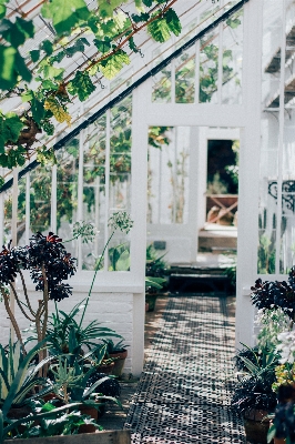 Foto Vine casa flor janela