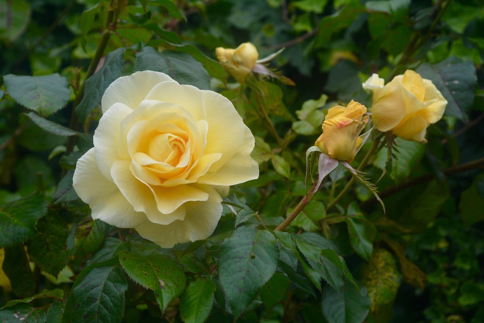 Anlage blume blütenblatt rose