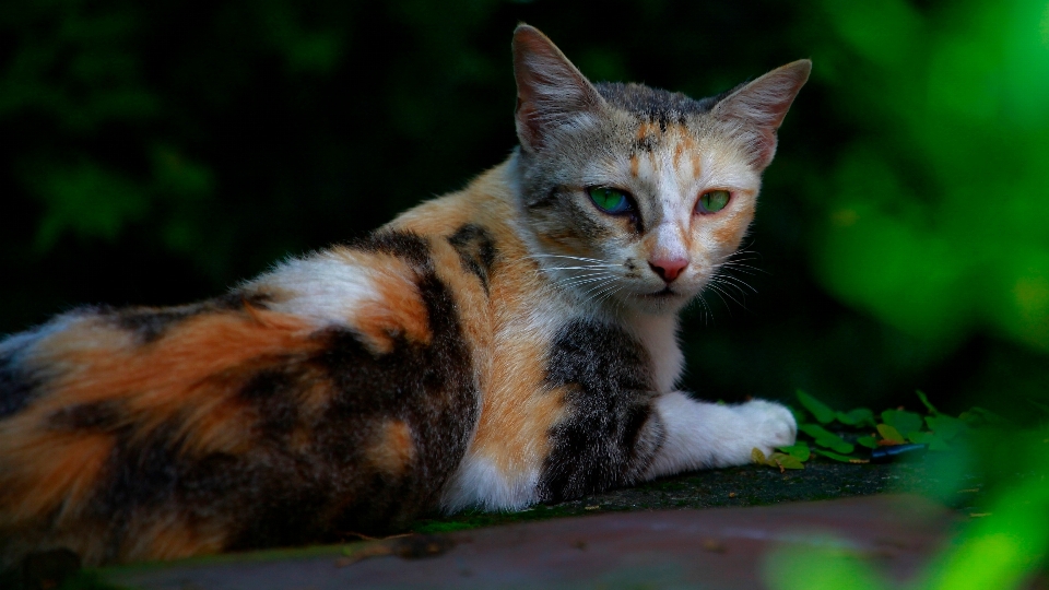 Gattino gatto mammifero fauna