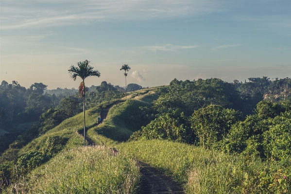 Landscape coast tree nature Photo