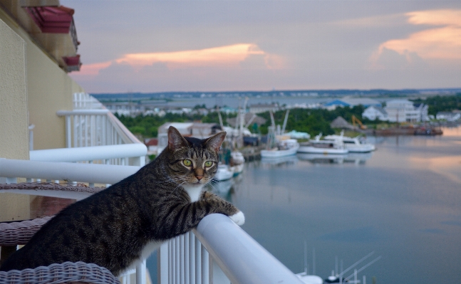 Vacation cat small to medium sized cats Photo