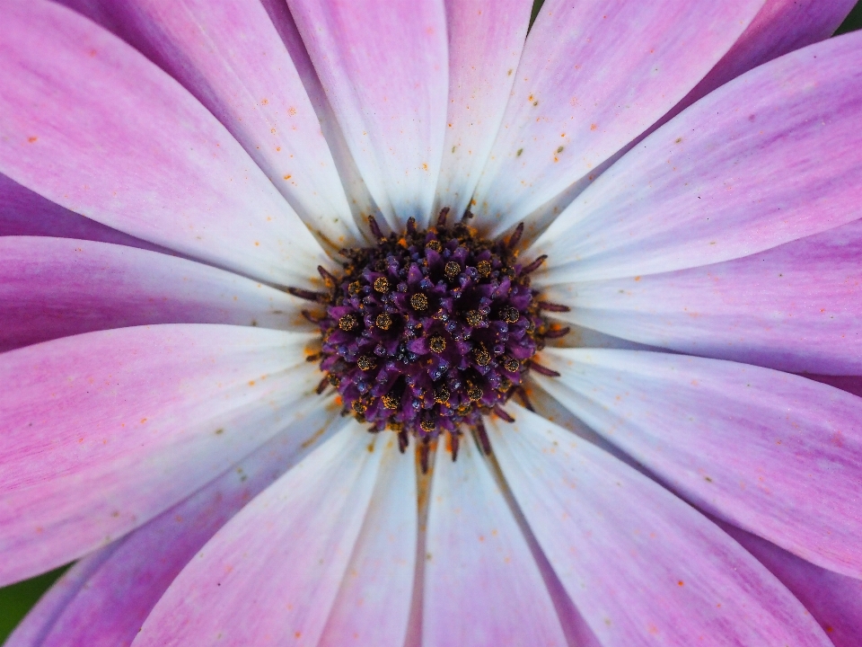 Nature fleurir usine la photographie