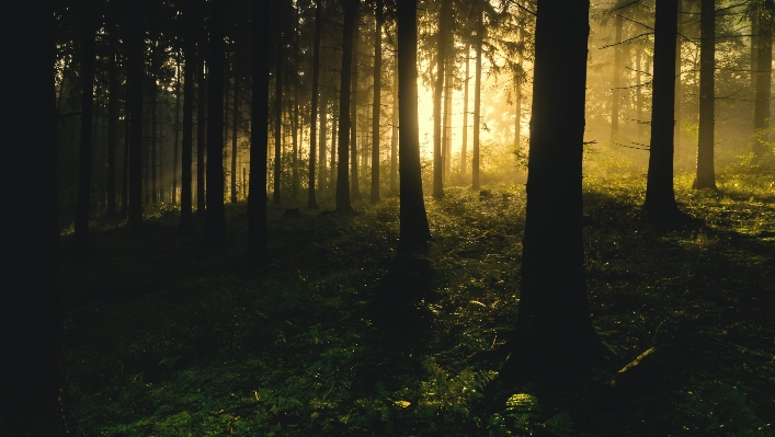 Foto Pohon alam hutan cabang