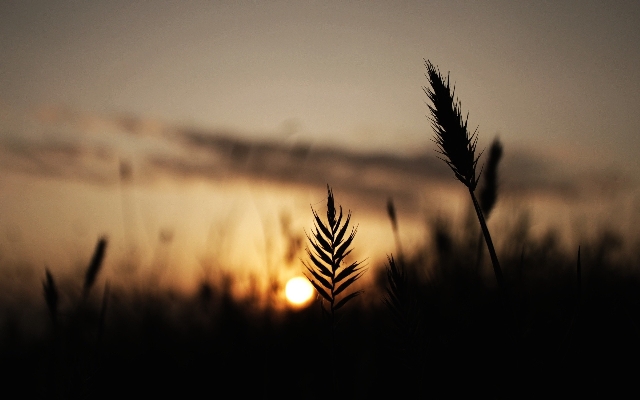 Tree nature grass horizon Photo