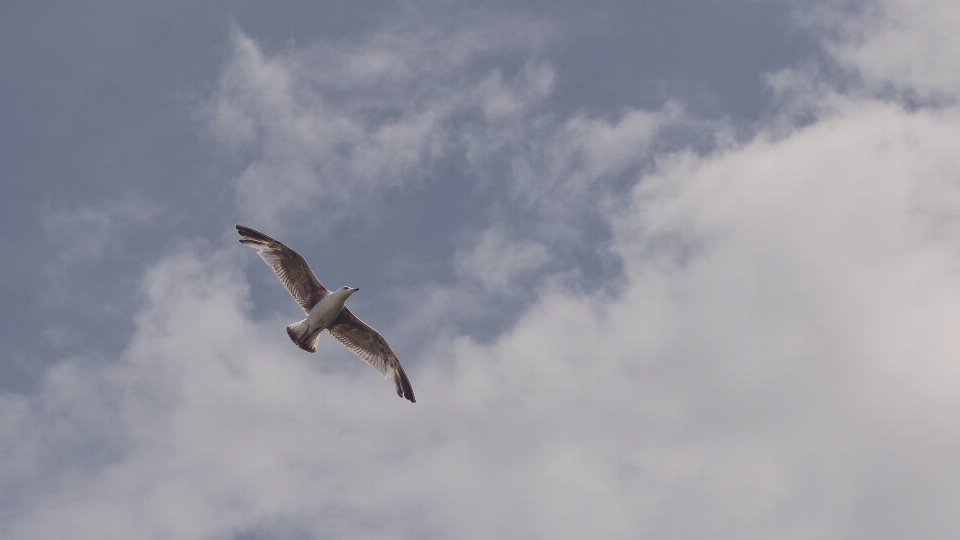 Vogel flügel wolke himmel