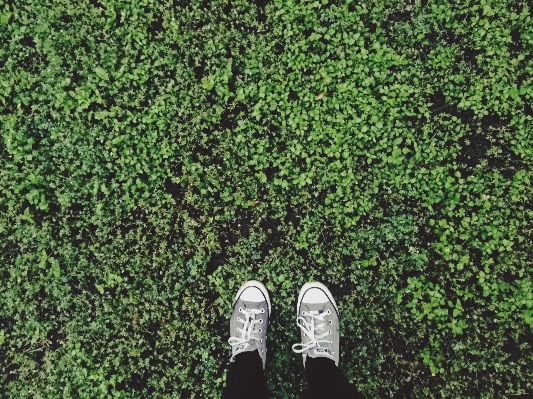 Tree grass plant lawn Photo