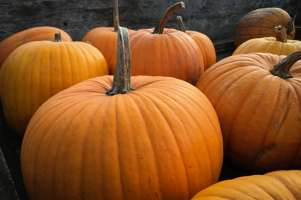 Fall harvest autumn pumpkin