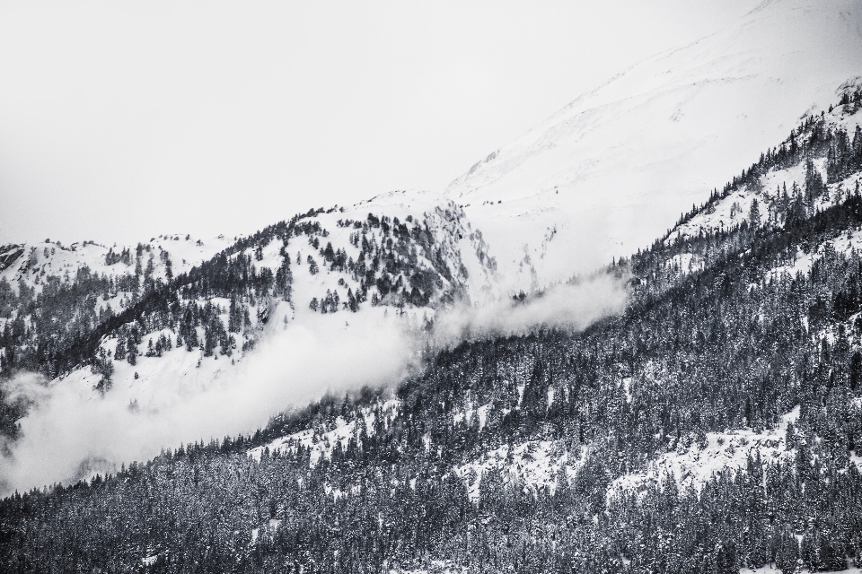 Arbre nature montagne neige