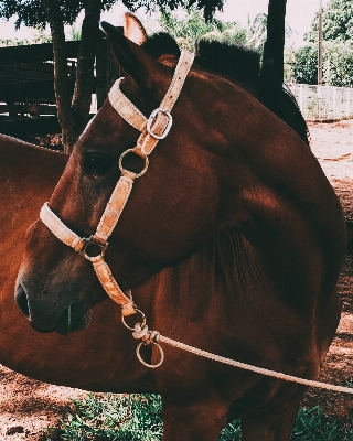 Rope animal horse rein Photo