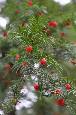 Tree branch plant flower Photo