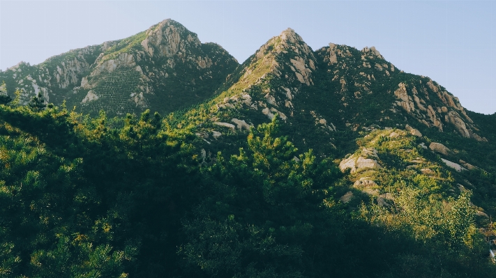 風景 木 自然 森 写真