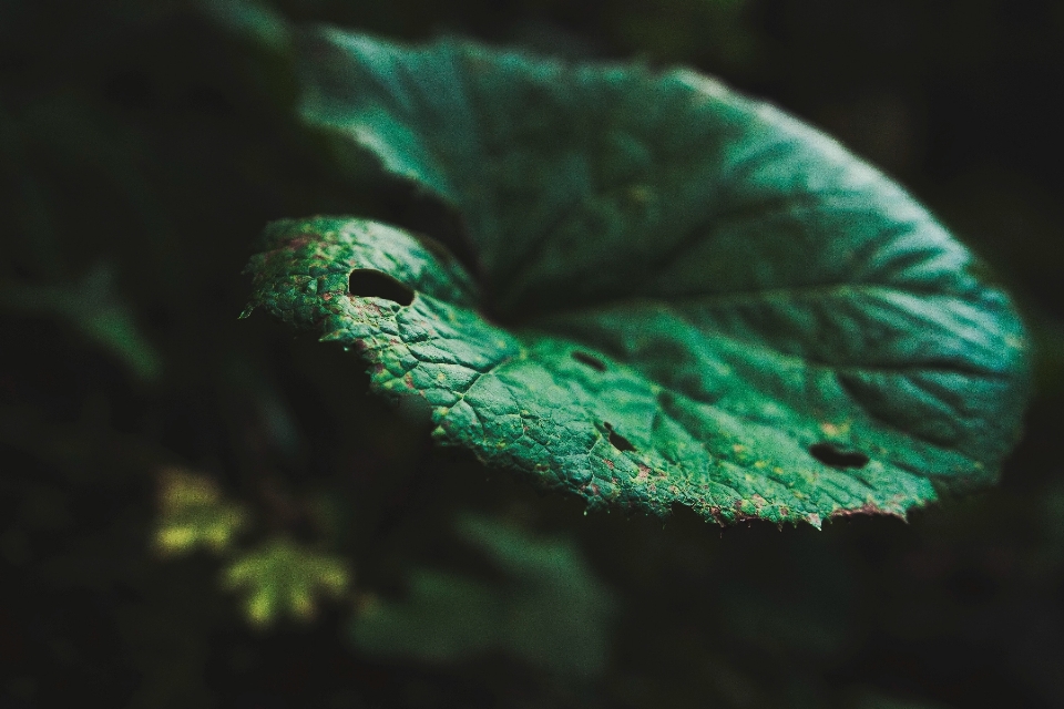 Naturaleza bosque planta hoja