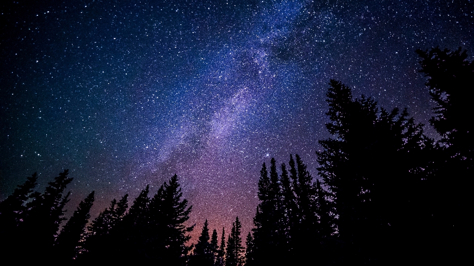 árvore céu noite estrela