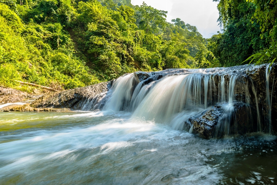 風景 木 水 自然