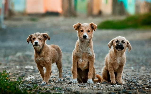 Foto Anak anjing satwa peliharaan