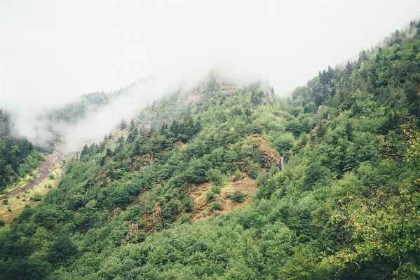 風景 木 自然 森 写真