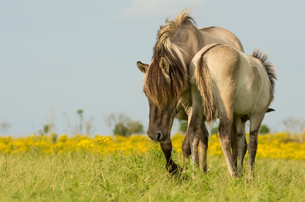 Grass field meadow prairie Photo