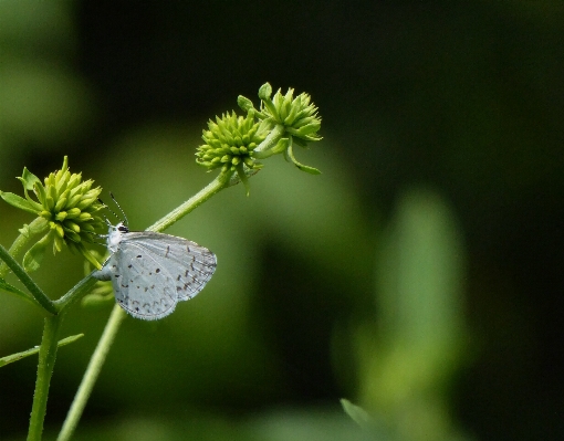 Nature grass plant photography Photo