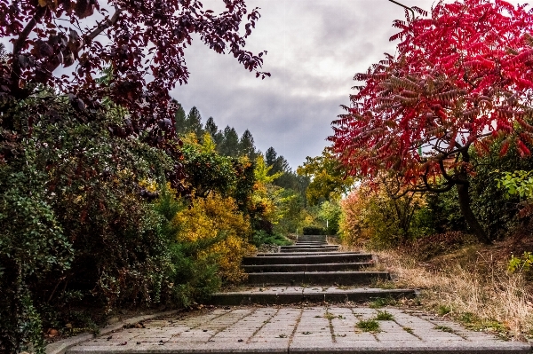 Landscape tree path leaf Photo