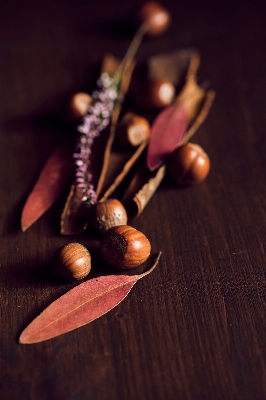 Plant wood leaf fall Photo