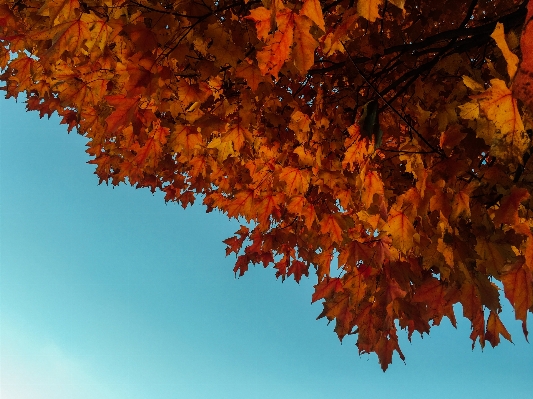 Baum zweig anlage sonnenlicht Foto