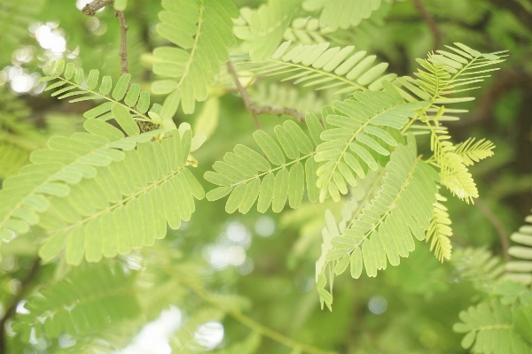 Tree branch plant leaf Photo