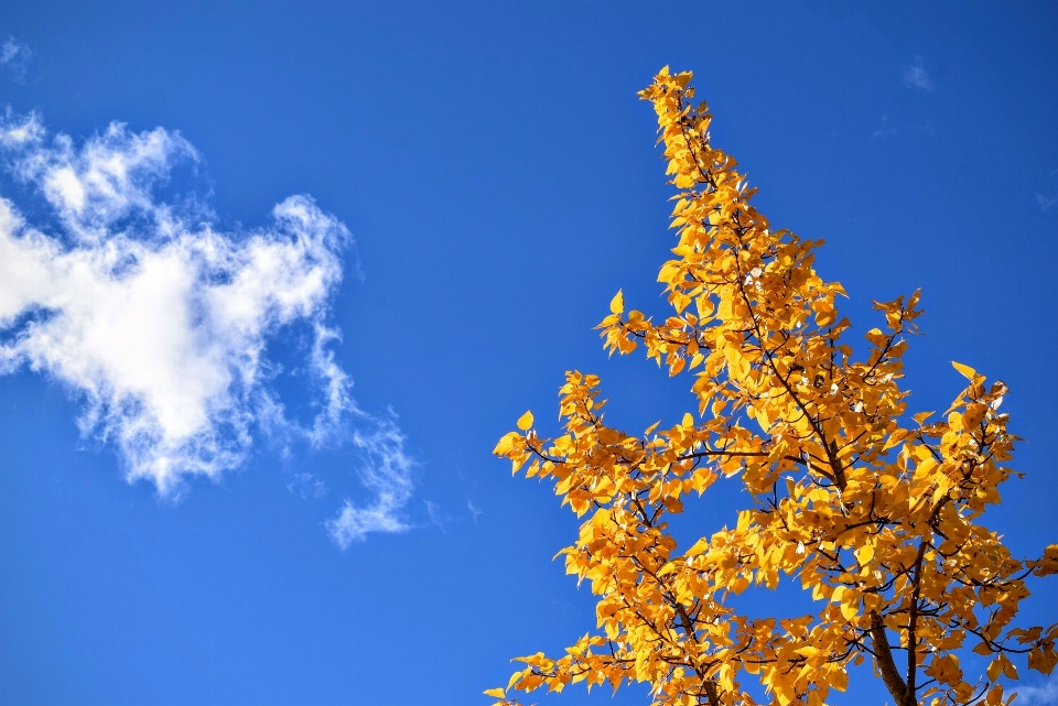 Arbre bifurquer nuage usine