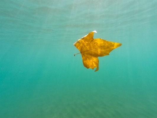 Deniz su yaprak altı Fotoğraf