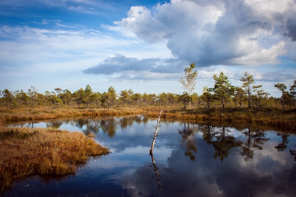 Landscape tree water nature Photo