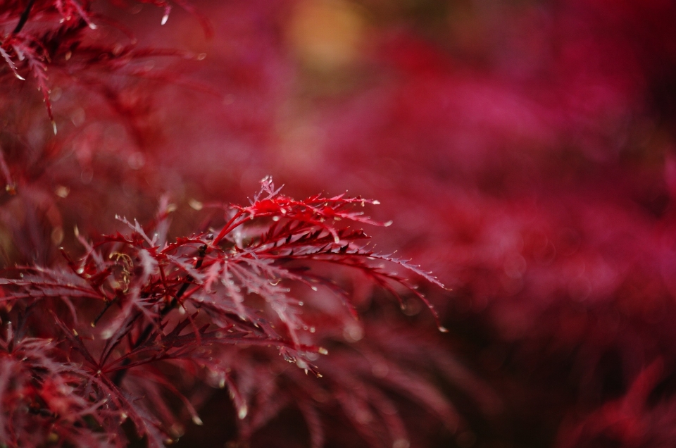 Tree nature branch plant