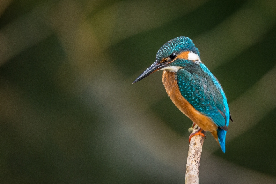 Natureza pássaro asa animais selvagens