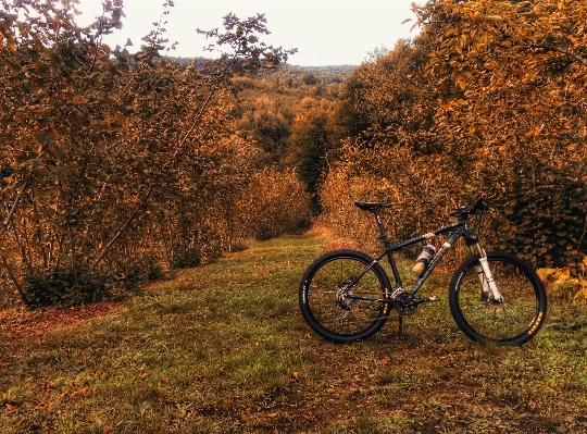 Tree forest trail fall Photo