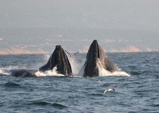 Sea ocean mammal humpback whale Photo