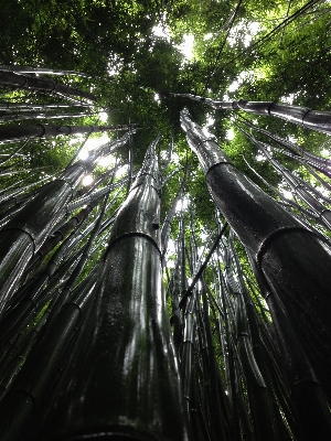 木 水 自然 森 写真