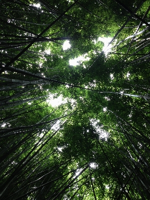 Tree nature forest branch Photo