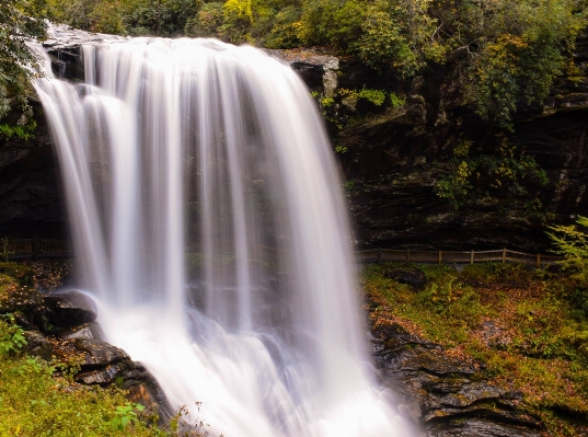 Tree water forest rock Photo