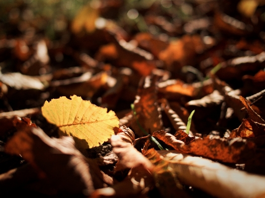 Zdjęcie Drzewo natura oddział zakład