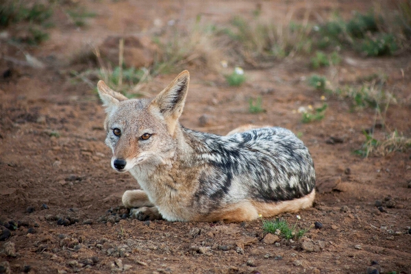 Photo Faune mammifère coyote fauna