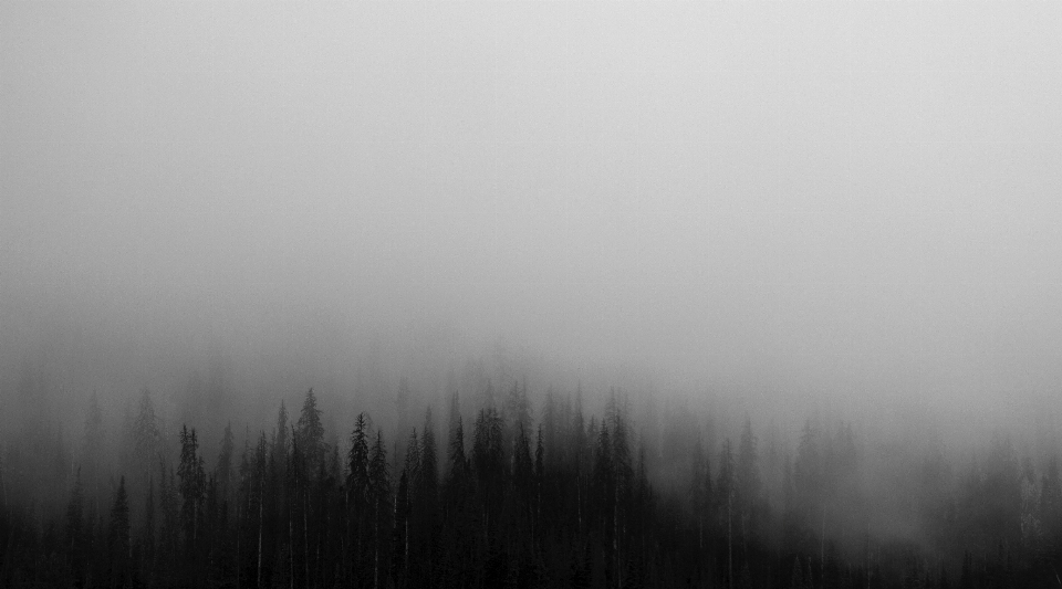 Landscape tree forest cloud