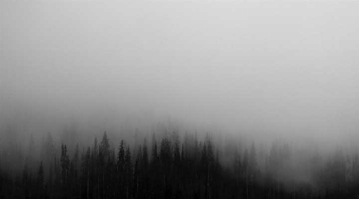 Landscape tree forest cloud Photo