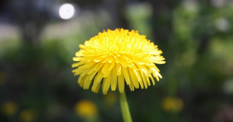 Flower yellow nature flora Photo