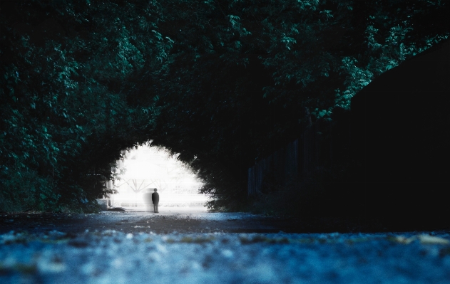 Tree water forest person Photo