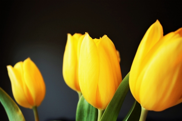 Blossom plant flower petal Photo