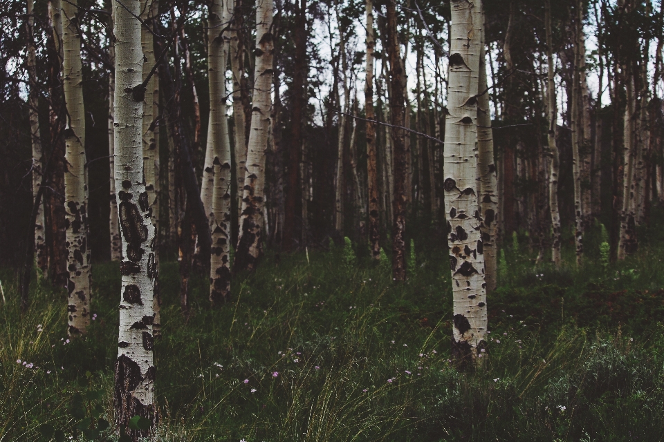 Tree forest outdoor branch